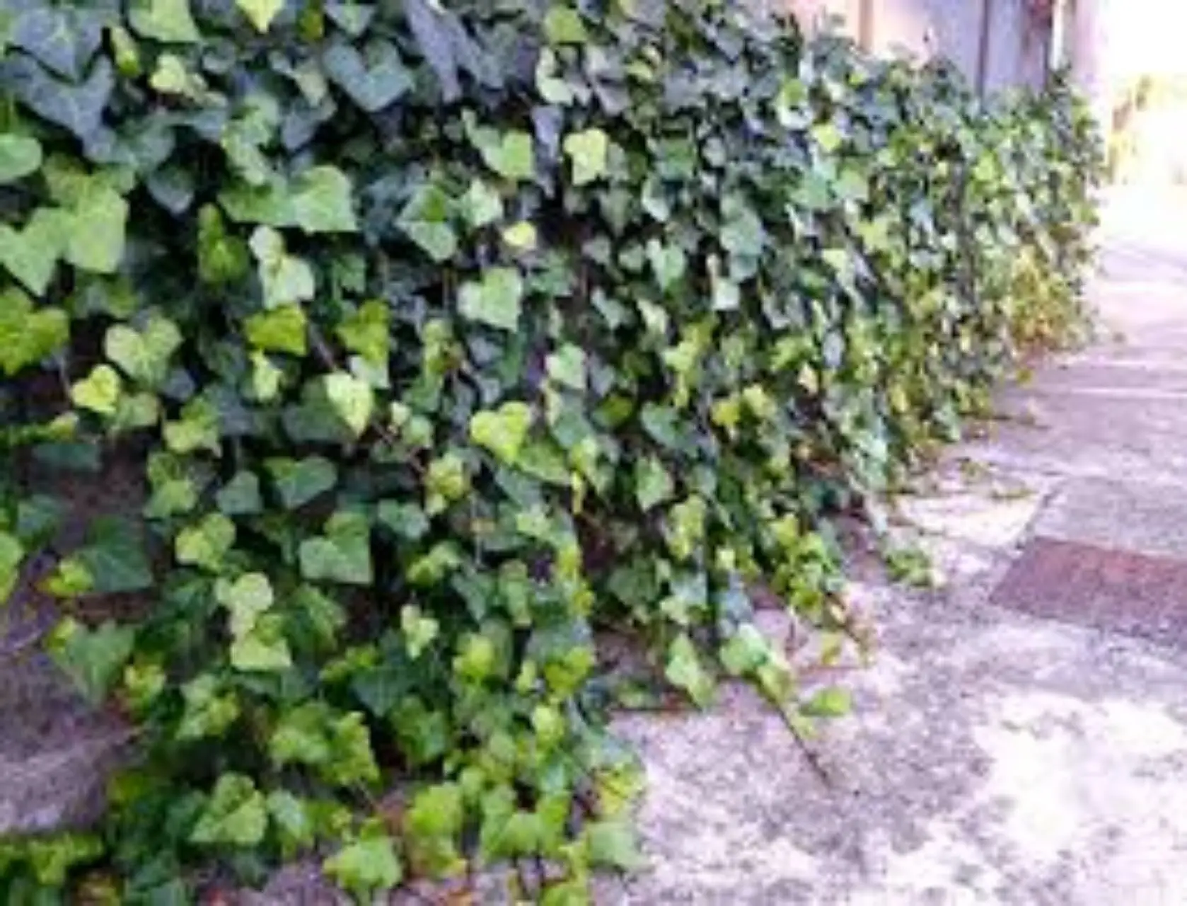 Immagine selezionata